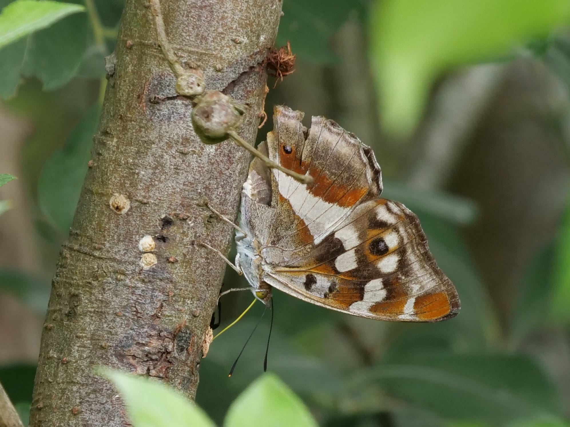 Een vlinder met bruine en oranje vlekken zit op een tak, omgeven door groen blad.