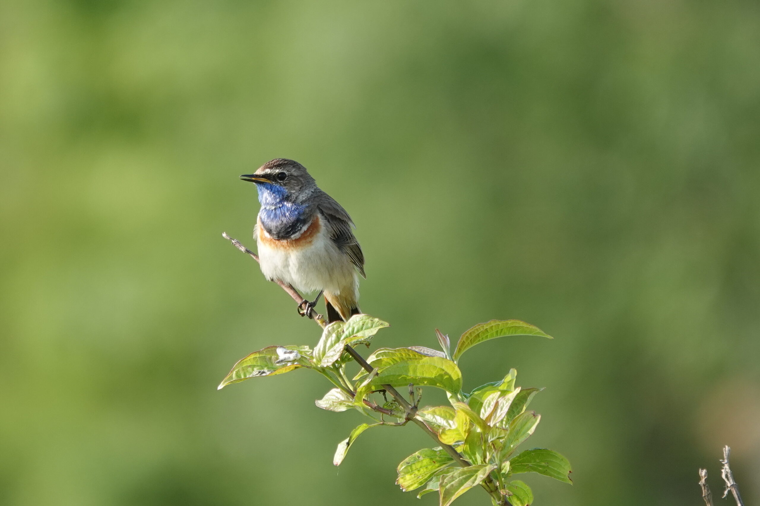 Vogel met blauwe borst zit op groene tak tegen een onscherpe groene achtergrond.