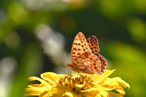 Oranje vlinder op gele bloem tegen een onscherpe, groene achtergrond.