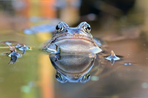 Close-up van een kikkerkop boven water, met reflectie in het spiegelgladde oppervlak.