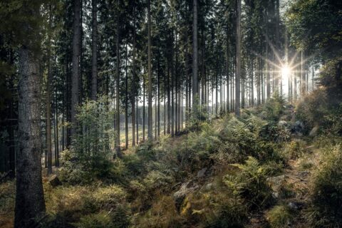 Zonnig bos met hoge, rechte bomen en varens op de grond. De zon schijnt fel tussen de bomen.