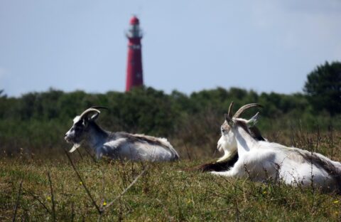 Twee geiten liggen in een grasveld, met een rode vuurtoren op de achtergrond.