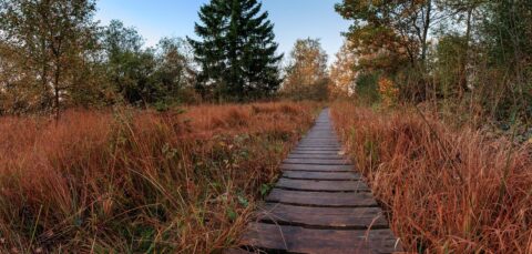 Houten wandelpad door een herfstig grasland met bomen en blauwe lucht.