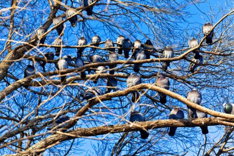 Veel duiven rusten op kale takken tegen een heldere blauwe lucht.
