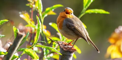 Roodborstje zingt op een boomstronk met groene bladeren en zonlicht op de achtergrond.