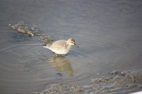 Vogel in ondiep water op modderige ondergrond, spiegelend in het water.