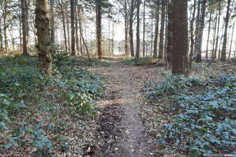 Bosrijk pad omgeven door bomen en groen gebladerte, met lichte open plek in de verte.