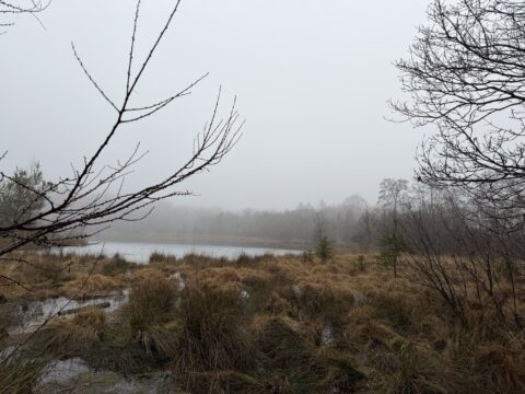 Mistig landschap met kale bomen, grasland en een meer op de achtergrond.