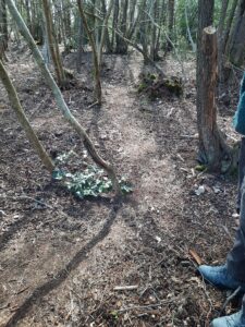 Bospaadje met kale bomen, verspreide bladeren, en een persoon met blauw schoeisel aan de rechterkant.
