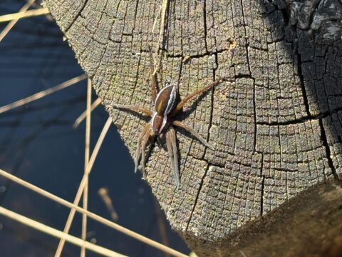 Bruine spin op verweerde houten paal, nabij water en lange grasstengels.