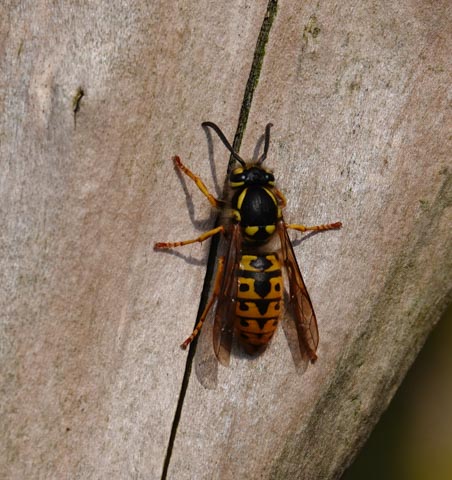 Een wesp op een houten oppervlak, zichtbaar van bovenaf met geel-zwarte patronen.