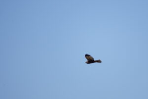 Vogel zweeft in een heldere blauwe lucht, vleugels wijd uitgespreid.