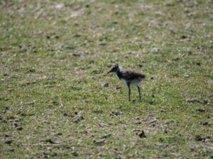Jonge vogel op een grasveld met verspreide takjes en aarde.