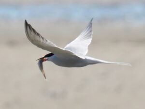 Een vliegende witte vogel met een vis in zijn snavel, boven een wazige achtergrond.