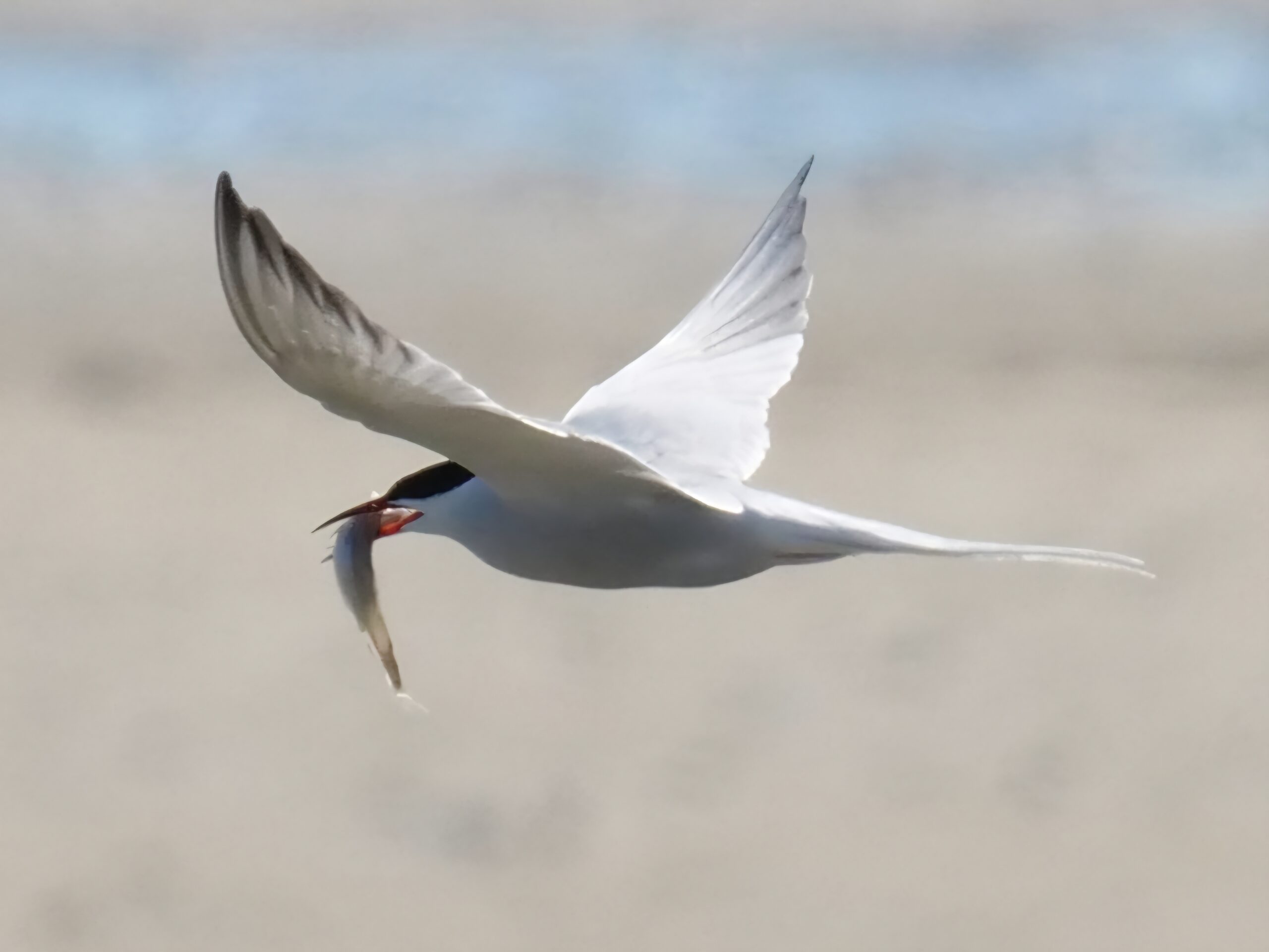 Een vliegende witte vogel met een vis in zijn snavel, boven een wazige achtergrond.