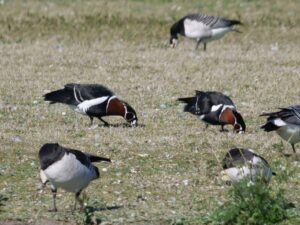 Watervogels foerageren op een grasveld met verspreide vegetatie.