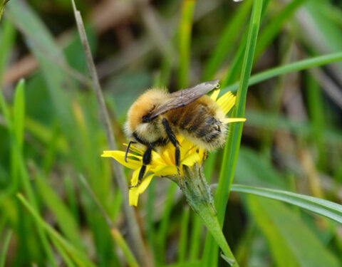 Hommel op een gele bloem te midden van groen gras.