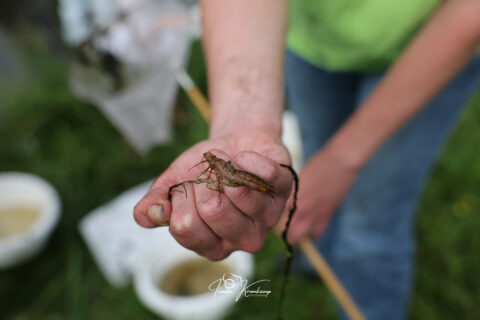 Hand houdt een insectenlarve vast, met een visnet en emmer op de achtergrond.