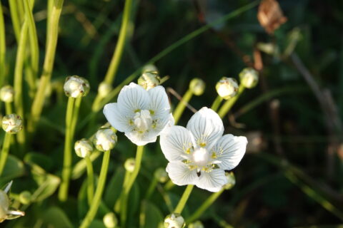 Twee witte bloemen in zonlicht omringd door groene stelen en kleine knoppen.