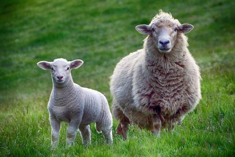 Schapen in het bosplan