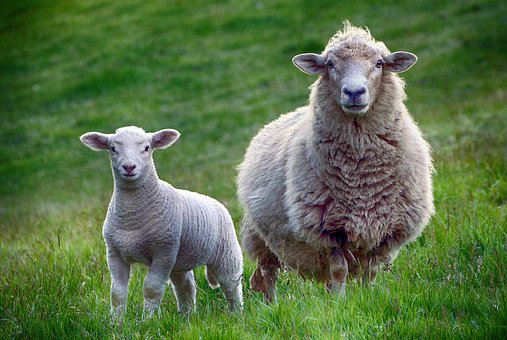 Schapen in het bosplan