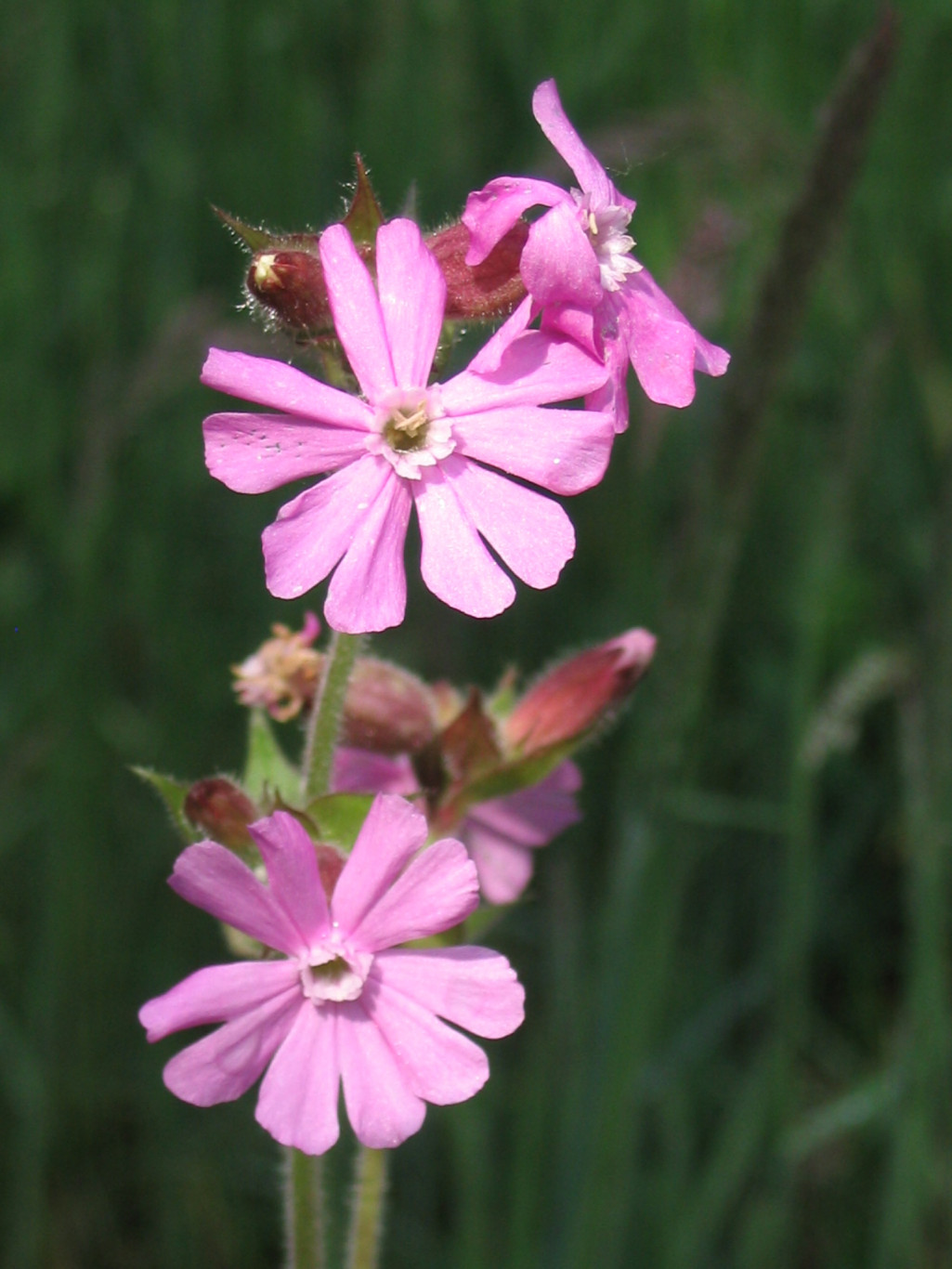 Wilde planten herkennen: e-learning