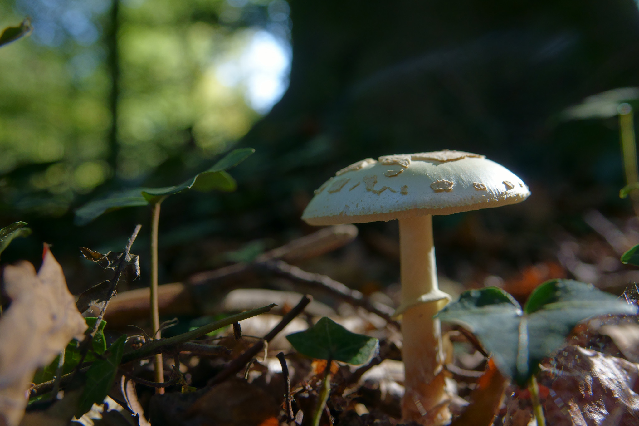 Paddenstoelen excursie