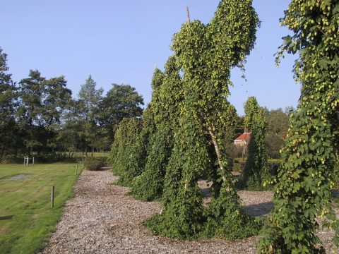 Werkgroep HOPTEELT PEIZE