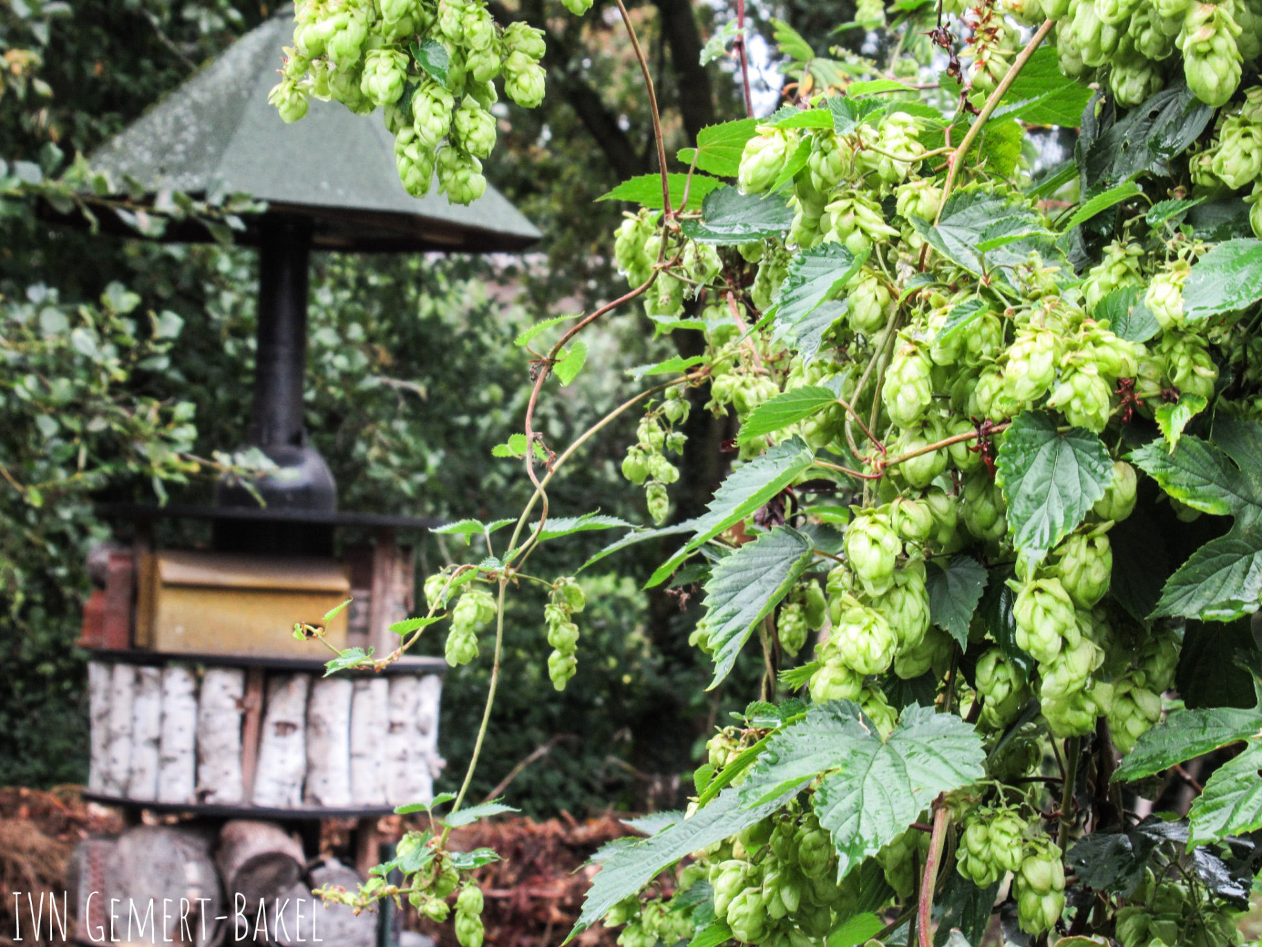 Werken in de hoptuin