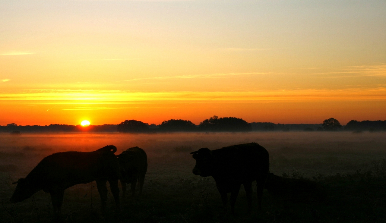 Nieuwsbrief stichting De Onlanden november