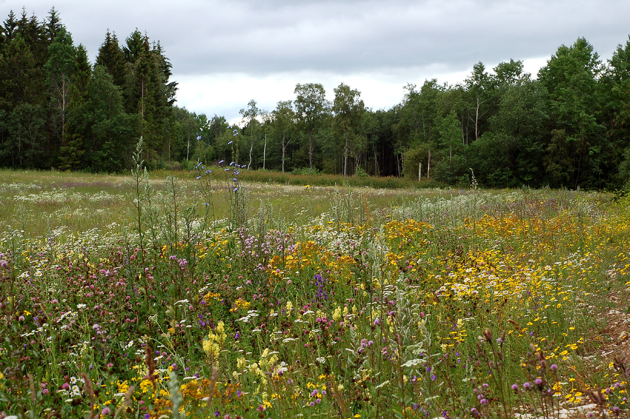 Zaad bloemenweide