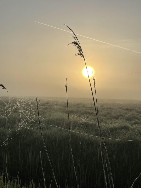 Zonsopgang over mistig veld met spinnenweb en contrails in de lucht.
