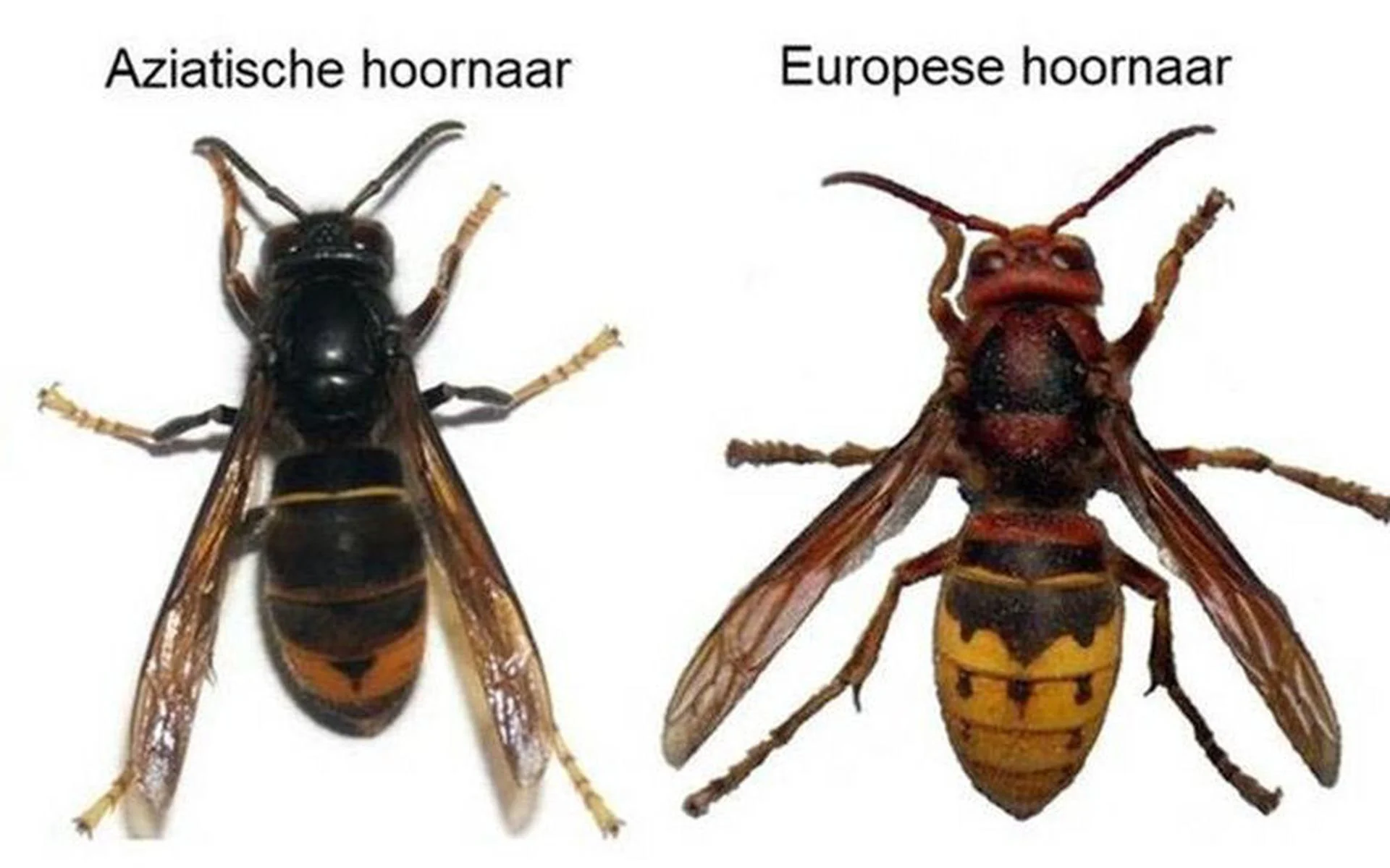 Vergelijking van een Aziatische hoornaar en een Europese hoornaar, met zichtbare verschillen in kleur.