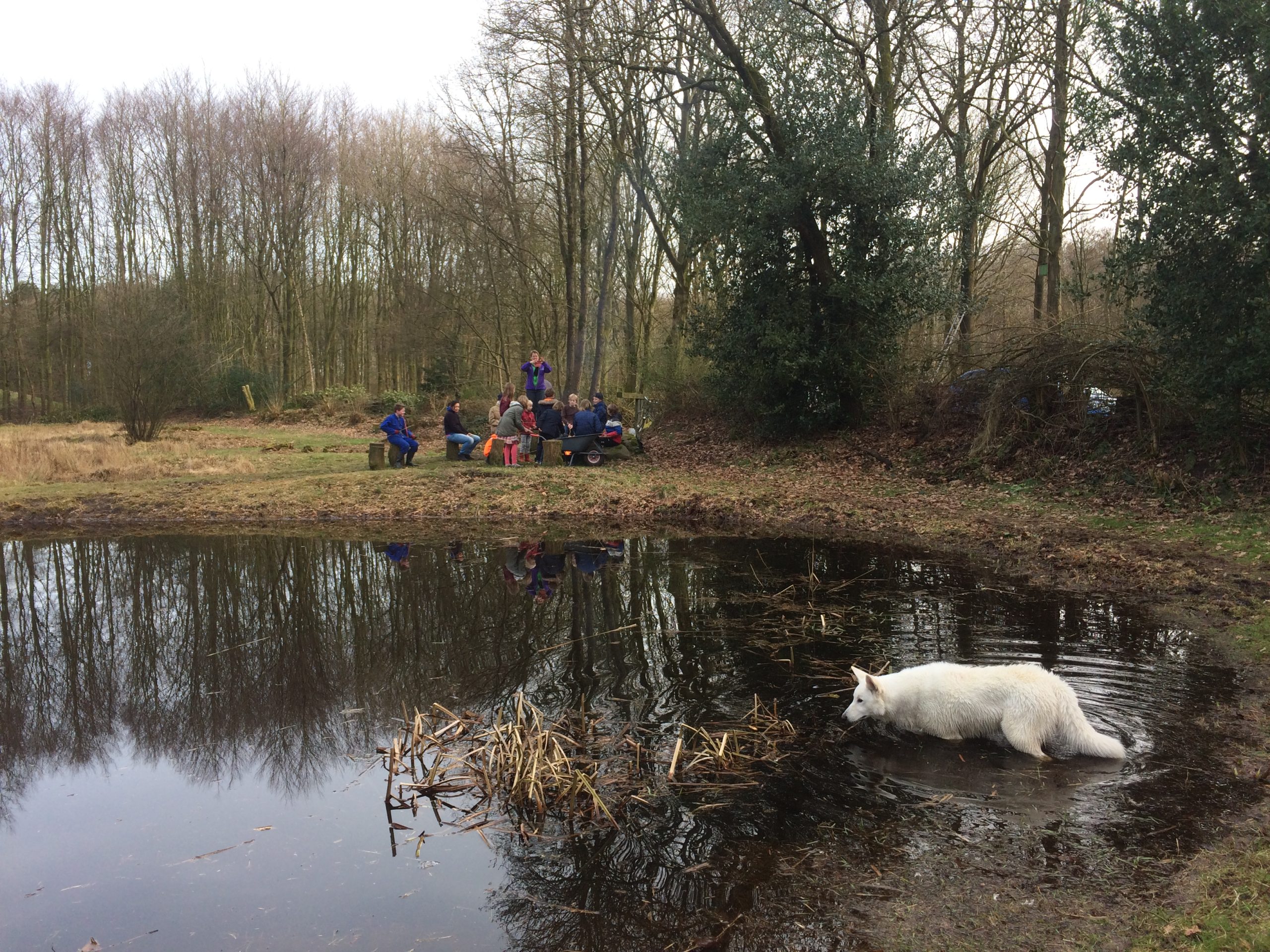 Groep mensen aan een picknicktafel bij een vijver in een bos; witte hond staat in het water.