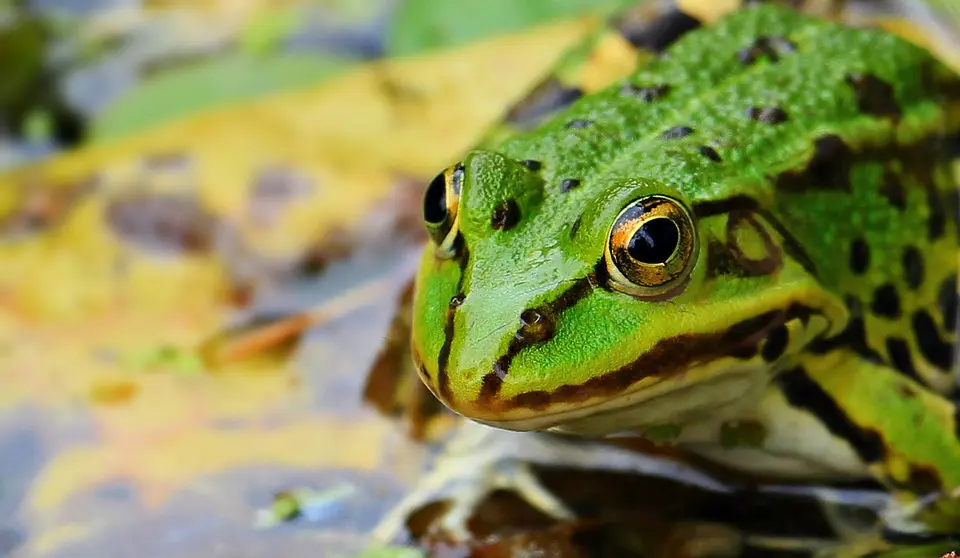 Close-up van een groene kikker op een nat, bladerrijk oppervlak.