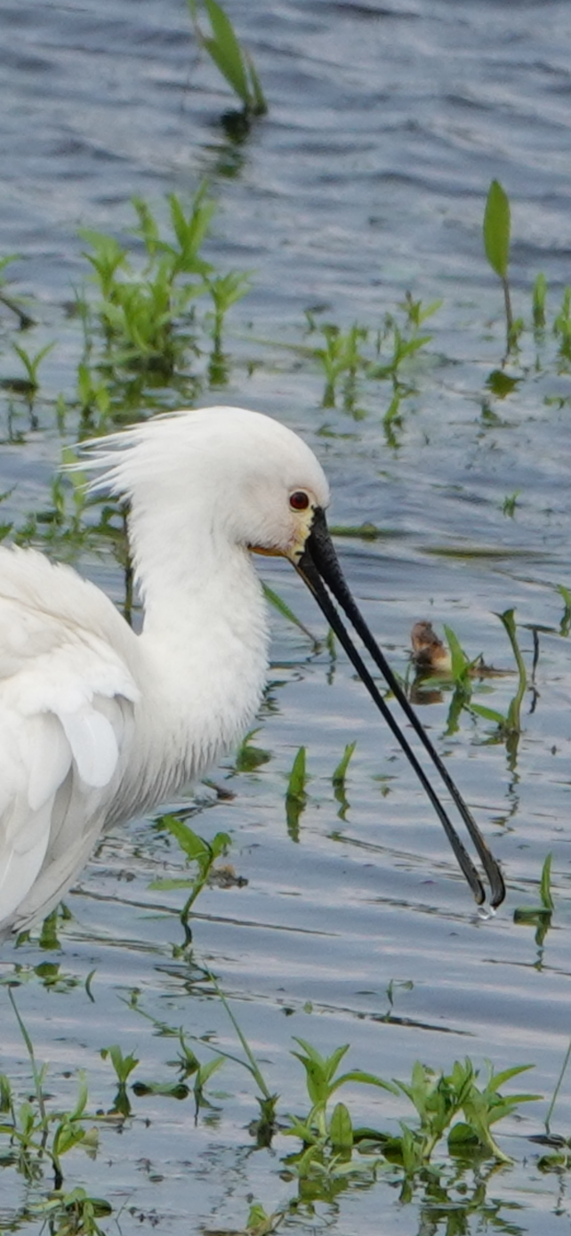 Witte lepelaar met lange snavel in ondiep water, omringd door groene planten.