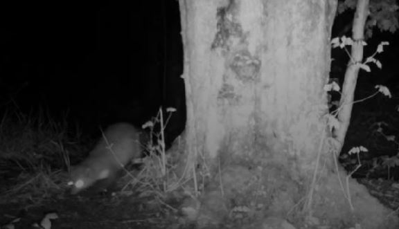 Nachtbeeld van een dier bij een boom in het bos, met reflecterende ogen.