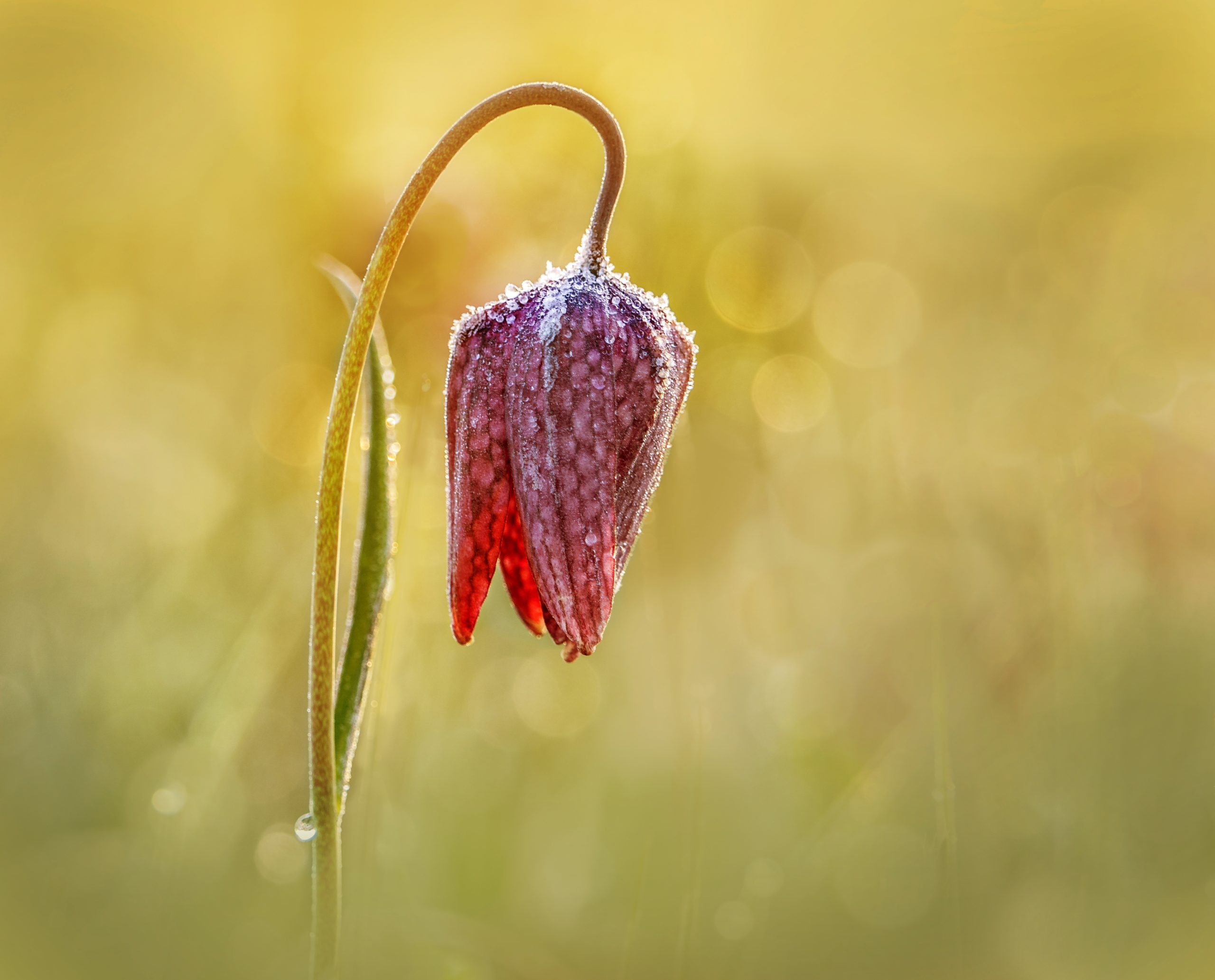 Kievitsbloem