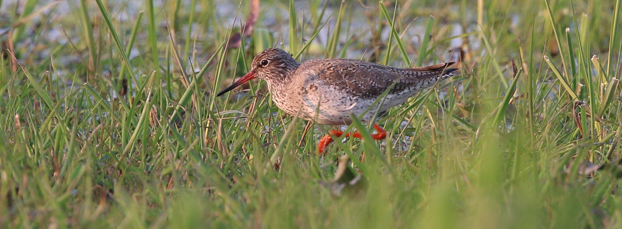 Weidevogels - Raalte