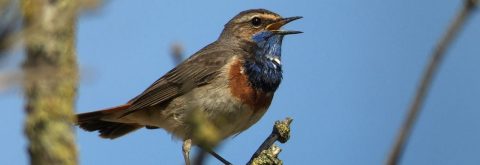 blauwborst