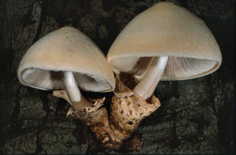 Volvaria bombycina