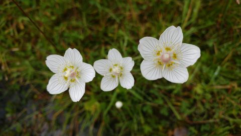 parnassia