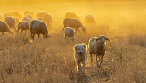 Schapen