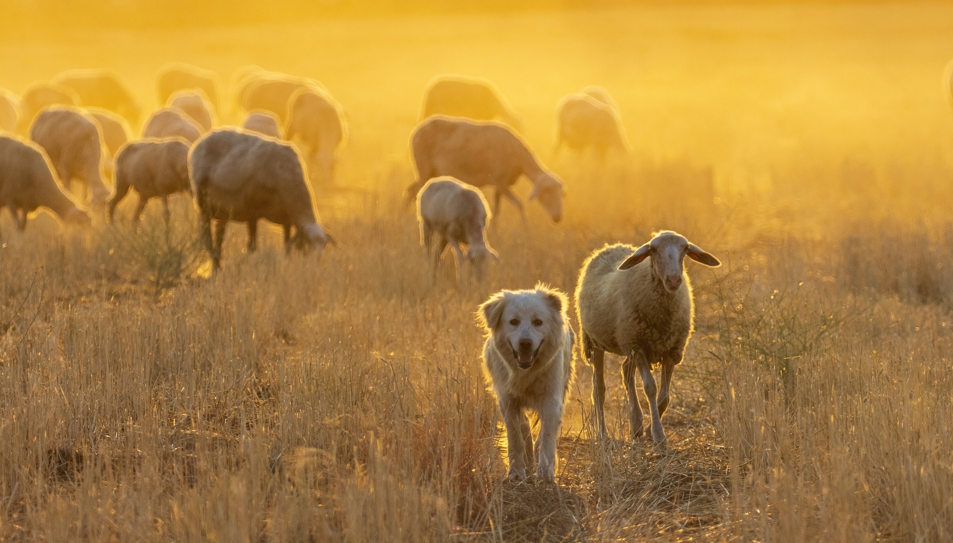 Schapen