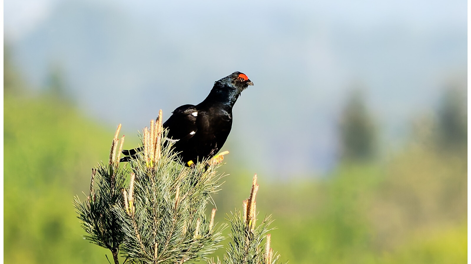 Zwarte vogel met rode oogvlek, zittend op een dennetak, groene achtergrond.