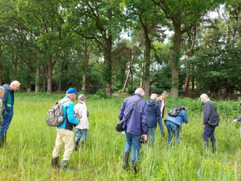 Groep oudere volwassenen onderzoekt planten in een groen bosgebied met hoge bomen.