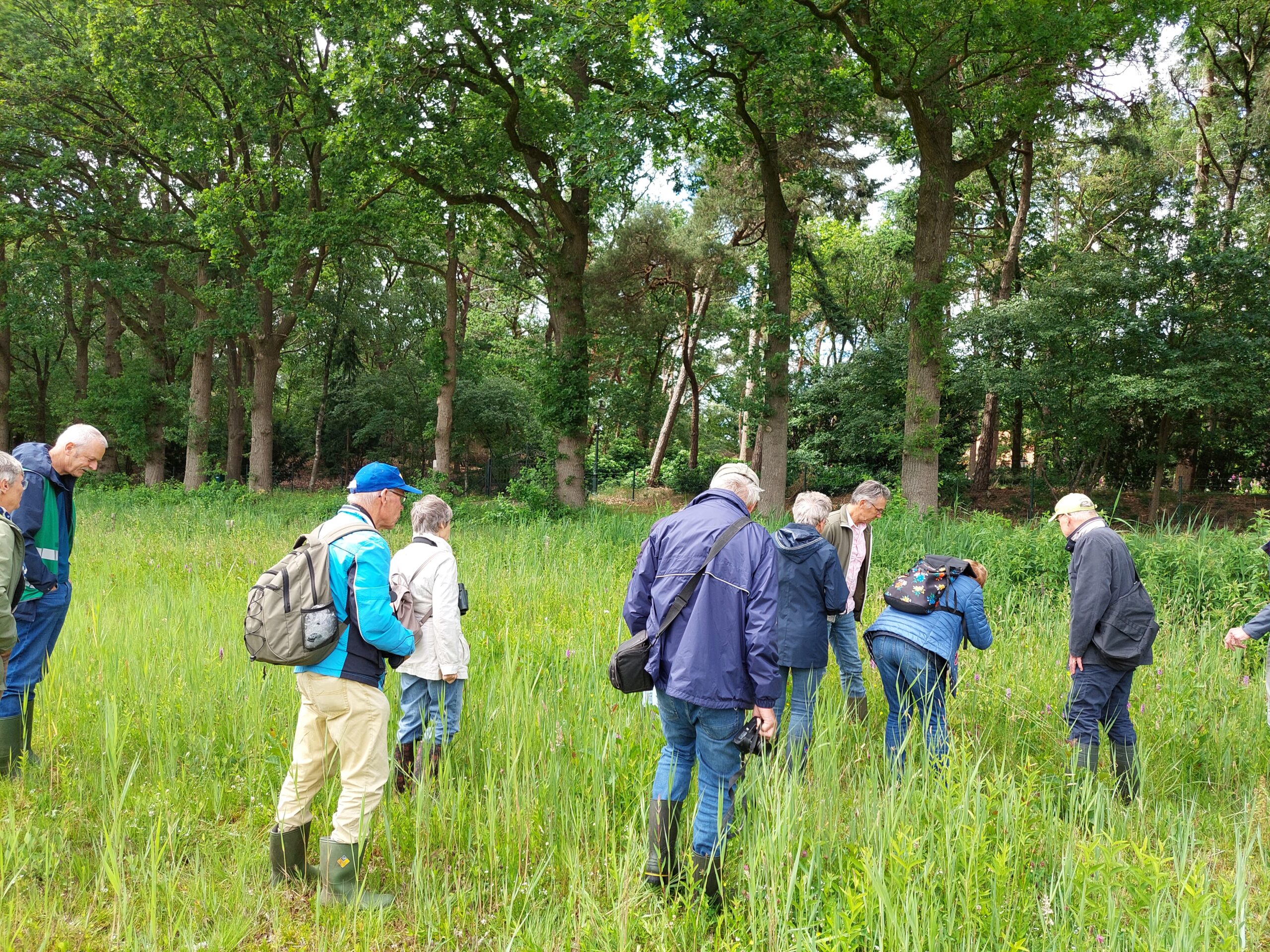 Groep oudere volwassenen onderzoekt planten in een groen bosgebied met hoge bomen.