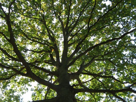 Heerlijkheid Beek boom
