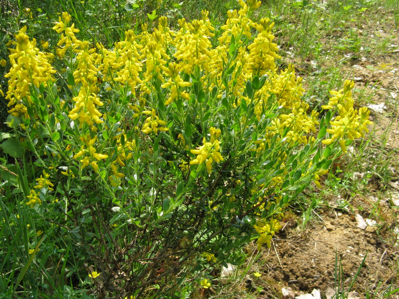 Praktisch Natuurbeheer: Heselenberg