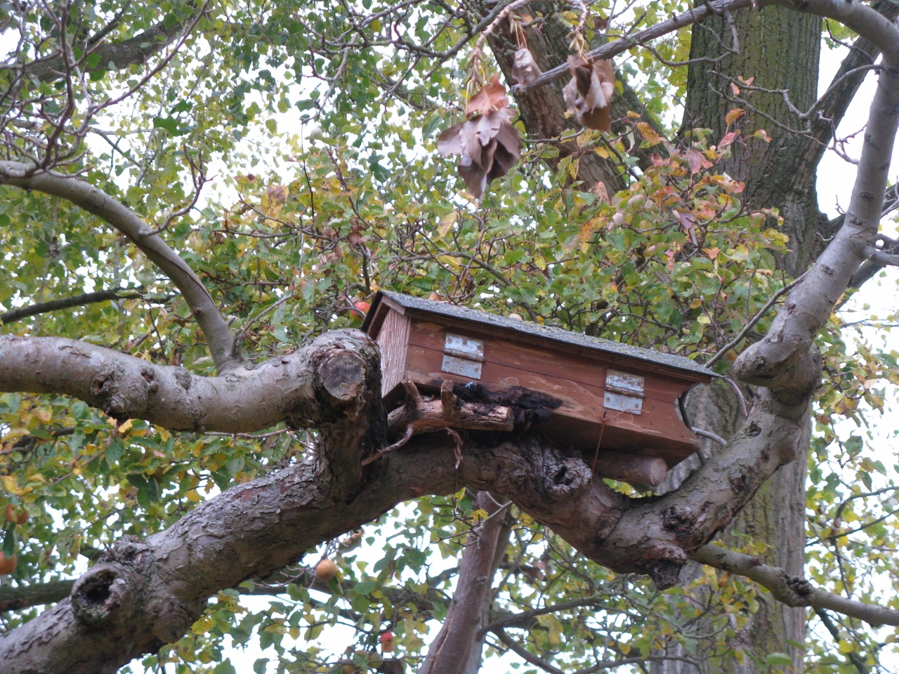 Werkochtend boomgaard Leuvensbroek